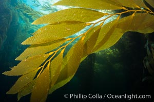 Kelp fronds and pneumatocysts. Pneumatocysts, gas-filled bladders, float the kelp plant off the ocean bottom toward the surface and sunlight, where the leaf-like blades and stipes of the kelp plant grow fastest. Giant kelp can grow up to 2' in a single day given optimal conditions. Epic submarine forests of kelp grow throughout California's Southern Channel Islands, Catalina Island