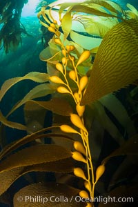 Kelp fronds and pneumatocysts. Pneumatocysts, gas-filled bladders, float the kelp plant off the ocean bottom toward the surface and sunlight, where the leaf-like blades and stipes of the kelp plant grow fastest. Giant kelp can grow up to 2' in a single day given optimal conditions. Epic submarine forests of kelp grow throughout California's Southern Channel Islands, Catalina Island