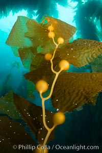 Kelp fronds and pneumatocysts. Pneumatocysts, gas-filled bladders, float the kelp plant off the ocean bottom toward the surface and sunlight, where the leaf-like blades and stipes of the kelp plant grow fastest. Giant kelp can grow up to 2' in a single day given optimal conditions. Epic submarine forests of kelp grow throughout California's Southern Channel Islands, Catalina Island