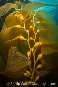 Kelp fronds and pneumatocysts. Pneumatocysts, gas-filled bladders, float the kelp plant off the ocean bottom toward the surface and sunlight, where the leaf-like blades and stipes of the kelp plant grow fastest. Giant kelp can grow up to 2' in a single day given optimal conditions. Epic submarine forests of kelp grow throughout California's Southern Channel Islands, Catalina Island