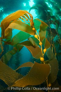 Kelp fronds and pneumatocysts. Pneumatocysts, gas-filled bladders, float the kelp plant off the ocean bottom toward the surface and sunlight, where the leaf-like blades and stipes of the kelp plant grow fastest. Giant kelp can grow up to 2' in a single day given optimal conditions. Epic submarine forests of kelp grow throughout California's Southern Channel Islands, Catalina Island