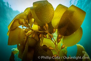 Kelp fronds and pneumatocysts. Pneumatocysts, gas-filled bladders, float the kelp plant off the ocean bottom toward the surface and sunlight, where the leaf-like blades and stipes of the kelp plant grow fastest. Giant kelp can grow up to 2' in a single day given optimal conditions. Epic submarine forests of kelp grow throughout California's Southern Channel Islands, Macrocystis pyrifera, San Clemente Island