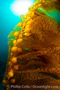 Kelp fronds and pneumatocysts. Pneumatocysts, gas-filled bladders, float the kelp plant off the ocean bottom toward the surface and sunlight, where the leaf-like blades and stipes of the kelp plant grow fastest. Giant kelp can grow up to 2' in a single day given optimal conditions. Epic submarine forests of kelp grow throughout California's Southern Channel Islands, Macrocystis pyrifera, San Clemente Island