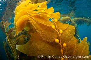 Kelp fronds and pneumatocysts. Pneumatocysts, gas-filled bladders, float the kelp plant off the ocean bottom toward the surface and sunlight, where the leaf-like blades and stipes of the kelp plant grow fastest. Giant kelp can grow up to 2' in a single day given optimal conditions. Epic submarine forests of kelp grow throughout California's Southern Channel Islands, Macrocystis pyrifera, San Clemente Island