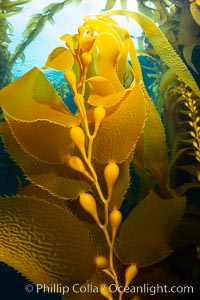 Kelp fronds and pneumatocysts. Pneumatocysts, gas-filled bladders, float the kelp plant off the ocean bottom toward the surface and sunlight, where the leaf-like blades and stipes of the kelp plant grow fastest. Giant kelp can grow up to 2' in a single day given optimal conditions. Epic submarine forests of kelp grow throughout California's Southern Channel Islands, Macrocystis pyrifera, San Clemente Island