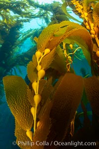 Kelp fronds and pneumatocysts. Pneumatocysts, gas-filled bladders, float the kelp plant off the ocean bottom toward the surface and sunlight, where the leaf-like blades and stipes of the kelp plant grow fastest. Giant kelp can grow up to 2' in a single day given optimal conditions. Epic submarine forests of kelp grow throughout California's Southern Channel Islands, Macrocystis pyrifera, San Clemente Island