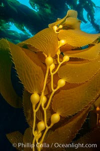 Kelp fronds and pneumatocysts. Pneumatocysts, gas-filled bladders, float the kelp plant off the ocean bottom toward the surface and sunlight, where the leaf-like blades and stipes of the kelp plant grow fastest. Giant kelp can grow up to 2' in a single day given optimal conditions. Epic submarine forests of kelp grow throughout California's Southern Channel Islands, Macrocystis pyrifera, San Clemente Island