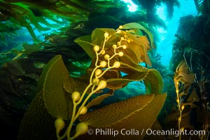 Kelp fronds and pneumatocysts. Pneumatocysts, gas-filled bladders, float the kelp plant off the ocean bottom toward the surface and sunlight, where the leaf-like blades and stipes of the kelp plant grow fastest. Giant kelp can grow up to 2' in a single day given optimal conditions. Epic submarine forests of kelp grow throughout California's Southern Channel Islands