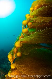 Kelp fronds and pneumatocysts. Pneumatocysts, gas-filled bladders, float the kelp plant off the ocean bottom toward the surface and sunlight, where the leaf-like blades and stipes of the kelp plant grow fastest. Giant kelp can grow up to 2' in a single day given optimal conditions. Epic submarine forests of kelp grow throughout California's Southern Channel Islands, Macrocystis pyrifera, San Clemente Island