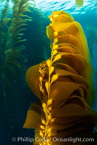 Kelp fronds and pneumatocysts. Pneumatocysts, gas-filled bladders, float the kelp plant off the ocean bottom toward the surface and sunlight, where the leaf-like blades and stipes of the kelp plant grow fastest. Giant kelp can grow up to 2' in a single day given optimal conditions. Epic submarine forests of kelp grow throughout California's Southern Channel Islands, Macrocystis pyrifera, San Clemente Island