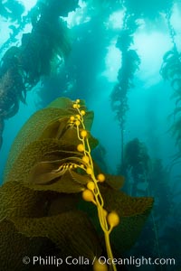 Kelp fronds and pneumatocysts. Pneumatocysts, gas-filled bladders, float the kelp plant off the ocean bottom toward the surface and sunlight, where the leaf-like blades and stipes of the kelp plant grow fastest. Giant kelp can grow up to 2' in a single day given optimal conditions. Epic submarine forests of kelp grow throughout California's Southern Channel Islands, Macrocystis pyrifera, San Clemente Island