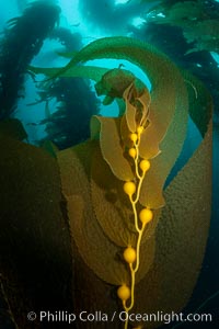Kelp fronds and pneumatocysts. Pneumatocysts, gas-filled bladders, float the kelp plant off the ocean bottom toward the surface and sunlight, where the leaf-like blades and stipes of the kelp plant grow fastest. Giant kelp can grow up to 2' in a single day given optimal conditions. Epic submarine forests of kelp grow throughout California's Southern Channel Islands, Macrocystis pyrifera, San Clemente Island