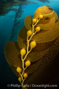 Kelp fronds and pneumatocysts. Pneumatocysts, gas-filled bladders, float the kelp plant off the ocean bottom toward the surface and sunlight, where the leaf-like blades and stipes of the kelp plant grow fastest. Giant kelp can grow up to 2' in a single day given optimal conditions. Epic submarine forests of kelp grow throughout California's Southern Channel Islands, Macrocystis pyrifera, San Clemente Island