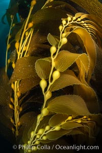 Kelp fronds and pneumatocysts. Pneumatocysts, gas-filled bladders, float the kelp plant off the ocean bottom toward the surface and sunlight, where the leaf-like blades and stipes of the kelp plant grow fastest. Giant kelp can grow up to 2' in a single day given optimal conditions. Epic submarine forests of kelp grow throughout California's Southern Channel Islands, Macrocystis pyrifera, San Clemente Island