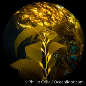 Kelp fronds and pneumatocysts, giant kelp forest, Catalina Island