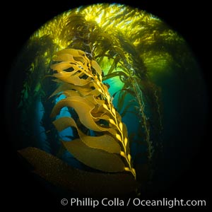 Kelp fronds and pneumatocysts, giant kelp forest, Catalina Island