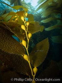 Kelp fronds and pneumatocysts. Pneumatocysts, gas-filled bladders, float the kelp off the ocean bottom toward the surface and sunlight, where the leaf-like blades and stipes of the kelp plant grow fastest. Catalina Island, California