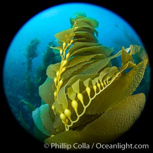 Kelp fronds and pneumatocysts. Pneumatocysts, gas-filled bladders, float the kelp off the ocean bottom toward the surface and sunlight, where the leaf-like blades and stipes of the kelp plant grow fastest. Catalina Island, California, Macrocystis pyrifera