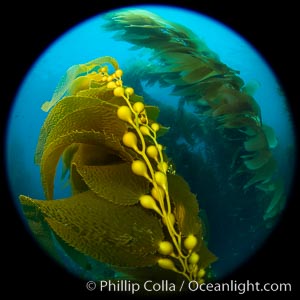 Kelp fronds and pneumatocysts. Pneumatocysts, gas-filled bladders, float the kelp off the ocean bottom toward the surface and sunlight, where the leaf-like blades and stipes of the kelp plant grow fastest. Catalina Island, California, Macrocystis pyrifera