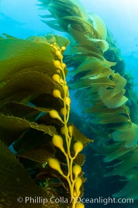 Kelp fronds and pneumatocysts. Pneumatocysts, gas-filled bladders, float the kelp off the ocean bottom toward the surface and sunlight, where the leaf-like blades and stipes of the kelp plant grow fastest. Catalina Island, California, Macrocystis pyrifera