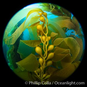 Kelp fronds and pneumatocysts. Pneumatocysts, gas-filled bladders, float the kelp off the ocean bottom toward the surface and sunlight, where the leaf-like blades and stipes of the kelp plant grow fastest. Catalina Island, California, Macrocystis pyrifera