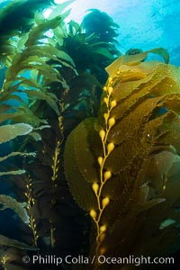 Kelp fronds and pneumatocysts. Pneumatocysts, gas-filled bladders, float the kelp off the ocean bottom toward the surface and sunlight, where the leaf-like blades and stipes of the kelp plant grow fastest. Catalina Island, California, Macrocystis pyrifera