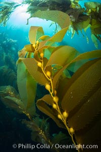 Kelp fronds and pneumatocysts. Pneumatocysts, gas-filled bladders, float the kelp off the ocean bottom toward the surface and sunlight, where the leaf-like blades and stipes of the kelp plant grow fastest. Catalina Island, California, Macrocystis pyrifera