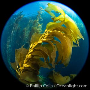 Kelp fronds and pneumatocysts. Pneumatocysts, gas-filled bladders, float the kelp off the ocean bottom toward the surface and sunlight, where the leaf-like blades and stipes of the kelp plant grow fastest. Catalina Island, California, Macrocystis pyrifera