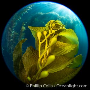 Kelp fronds and pneumatocysts. Pneumatocysts, gas-filled bladders, float the kelp off the ocean bottom toward the surface and sunlight, where the leaf-like blades and stipes of the kelp plant grow fastest. Catalina Island, California, Macrocystis pyrifera