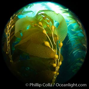 Kelp fronds and pneumatocysts. Pneumatocysts, gas-filled bladders, float the kelp off the ocean bottom toward the surface and sunlight, where the leaf-like blades and stipes of the kelp plant grow fastest, Macrocystis pyrifera, Catalina Island, California