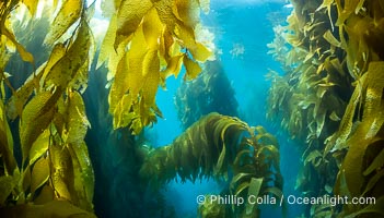 Kelp fronds, Catalina Island, Macrocystis pyrifera