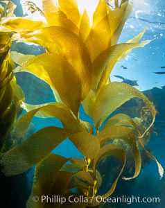 Kelp fronds, Catalina Island