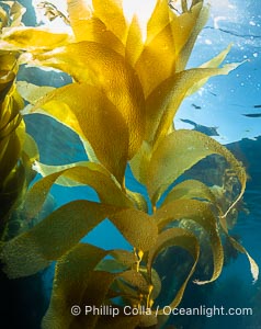 Kelp fronds, Catalina Island, Macrocystis pyrifera