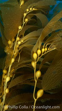 Kelp fronds and pneumatocysts.  Pneumatocysts, gas-filled bladders, float the kelp plant off the ocean bottom toward the surface and sunlight, where the leaf-like blades and stipes of the kelp plant grow fastest.  Giant kelp can grow up to 2' in a single day given optimal conditions.  Epic submarine forests of kelp grow throughout California's Southern Channel Islands, Macrocystis pyrifera, San Clemente Island