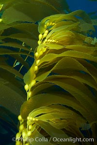 Kelp fronds and pneumatocysts.  Pneumatocysts, gas-filled bladders, float the kelp plant off the ocean bottom toward the surface and sunlight, where the leaf-like blades and stipes of the kelp plant grow fastest.  Giant kelp can grow up to 2' in a single day given optimal conditions.  Epic submarine forests of kelp grow throughout California's Southern Channel Islands, Macrocystis pyrifera, San Clemente Island