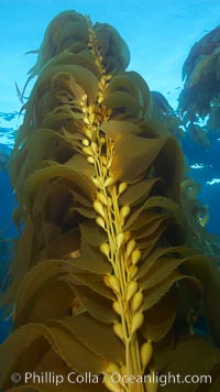 Kelp fronds and pneumatocysts.  Pneumatocysts, gas-filled bladders, float the kelp plant off the ocean bottom toward the surface and sunlight, where the leaf-like blades and stipes of the kelp plant grow fastest.  Giant kelp can grow up to 2' in a single day given optimal conditions.  Epic submarine forests of kelp grow throughout California's Southern Channel Islands.