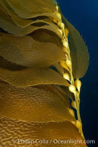 Kelp fronds and pneumatocysts.  Pneumatocysts, gas-filled bladders, float the kelp plant off the ocean bottom toward the surface and sunlight, where the leaf-like blades and stipes of the kelp plant grow fastest.  Giant kelp can grow up to 2' in a single day given optimal conditions.  Epic submarine forests of kelp grow throughout California's Southern Channel Islands, Macrocystis pyrifera, San Clemente Island