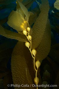 Kelp fronds and pneumatocysts.  Pneumatocysts, gas-filled bladders, float the kelp plant off the ocean bottom toward the surface and sunlight, where the leaf-like blades and stipes of the kelp plant grow fastest.  Giant kelp can grow up to 2' in a single day given optimal conditions.  Epic submarine forests of kelp grow throughout California's Southern Channel Islands, Macrocystis pyrifera, San Clemente Island