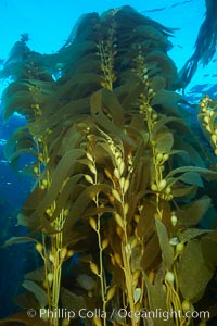 Kelp fronds and pneumatocysts.  Pneumatocysts, gas-filled bladders, float the kelp plant off the ocean bottom toward the surface and sunlight, where the leaf-like blades and stipes of the kelp plant grow fastest.  Giant kelp can grow up to 2' in a single day given optimal conditions.  Epic submarine forests of kelp grow throughout California's Southern Channel Islands, Macrocystis pyrifera, San Clemente Island