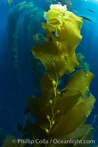 Kelp fronds and pneumatocysts.  Pneumatocysts, gas-filled bladders, float the kelp plant off the ocean bottom toward the surface and sunlight, where the leaf-like blades and stipes of the kelp plant grow fastest.  Giant kelp can grow up to 2' in a single day given optimal conditions.  Epic submarine forests of kelp grow throughout California's Southern Channel Islands, Macrocystis pyrifera, San Clemente Island