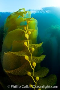 Kelp fronds and pneumatocysts.  Pneumatocysts, gas-filled bladders, float the kelp plant off the ocean bottom toward the surface and sunlight, where the leaf-like blades and stipes of the kelp plant grow fastest.  Giant kelp can grow up to 2' in a single day given optimal conditions.  Epic submarine forests of kelp grow throughout California's Southern Channel Islands, Macrocystis pyrifera, San Clemente Island