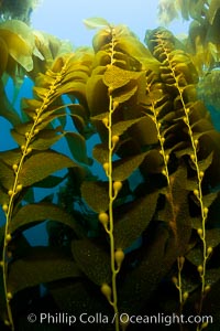 Kelp fronds and pneumatocysts.  Pneumatocysts, gas-filled bladders, float the kelp plant off the ocean bottom toward the surface and sunlight, where the leaf-like blades and stipes of the kelp plant grow fastest.  Giant kelp can grow up to 2' in a single day given optimal conditions.  Epic submarine forests of kelp grow throughout California's Southern Channel Islands, Macrocystis pyrifera, San Clemente Island
