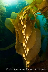 Kelp fronds and pneumatocysts.  Pneumatocysts, gas-filled bladders, float the kelp plant off the ocean bottom toward the surface and sunlight, where the leaf-like blades and stipes of the kelp plant grow fastest.  Giant kelp can grow up to 2' in a single day given optimal conditions.  Epic submarine forests of kelp grow throughout California's Southern Channel Islands, Macrocystis pyrifera, San Clemente Island