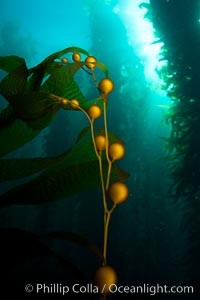 Kelp fronds and pneumatocysts.  Pneumatocysts, gas-filled bladders, float the kelp plant off the ocean bottom toward the surface and sunlight, where the leaf-like blades and stipes of the kelp plant grow fastest.  Giant kelp can grow up to 2' in a single day given optimal conditions.  Epic submarine forests of kelp grow throughout California's Southern Channel Islands, Macrocystis pyrifera, San Clemente Island