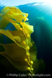 Kelp fronds and pneumatocysts.  Pneumatocysts, gas-filled bladders, float the kelp plant off the ocean bottom toward the surface and sunlight, where the leaf-like blades and stipes of the kelp plant grow fastest.  Giant kelp can grow up to 2' in a single day given optimal conditions.  Epic submarine forests of kelp grow throughout California's Southern Channel Islands, Macrocystis pyrifera, San Clemente Island