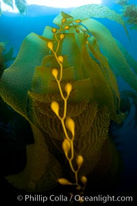 Kelp fronds and pneumatocysts.  Pneumatocysts, gas-filled bladders, float the kelp plant off the ocean bottom toward the surface and sunlight, where the leaf-like blades and stipes of the kelp plant grow fastest.  Giant kelp can grow up to 2' in a single day given optimal conditions.  Epic submarine forests of kelp grow throughout California's Southern Channel Islands, Macrocystis pyrifera, San Clemente Island