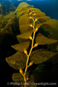 Kelp fronds and pneumatocysts.  Pneumatocysts, gas-filled bladders, float the kelp plant off the ocean bottom toward the surface and sunlight, where the leaf-like blades and stipes of the kelp plant grow fastest.  Giant kelp can grow up to 2' in a single day given optimal conditions.  Epic submarine forests of kelp grow throughout California's Southern Channel Islands, Macrocystis pyrifera, San Clemente Island