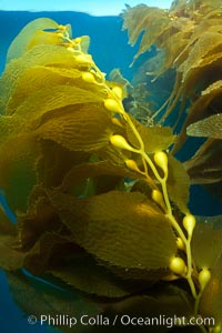 Kelp fronds and pneumatocysts.  Pneumatocysts, gas-filled bladders, float the kelp plant off the ocean bottom toward the surface and sunlight, where the leaf-like blades and stipes of the kelp plant grow fastest.  Giant kelp can grow up to 2' in a single day given optimal conditions.  Epic submarine forests of kelp grow throughout California's Southern Channel Islands, Macrocystis pyrifera, San Clemente Island