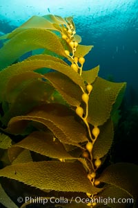 Kelp fronds showing pneumatocysts, bouyant gas-filled bubble-like structures which float the kelp plant off the ocean bottom toward the surface, where it will spread to form a roof-like canopy, Santa Barbara Island