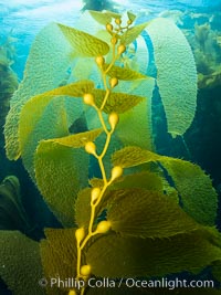 Kelp fronds showing pneumatocysts, bouyant gas-filled bubble-like structures which float the kelp plant off the ocean bottom toward the surface, where it will spread to form a roof-like canopy